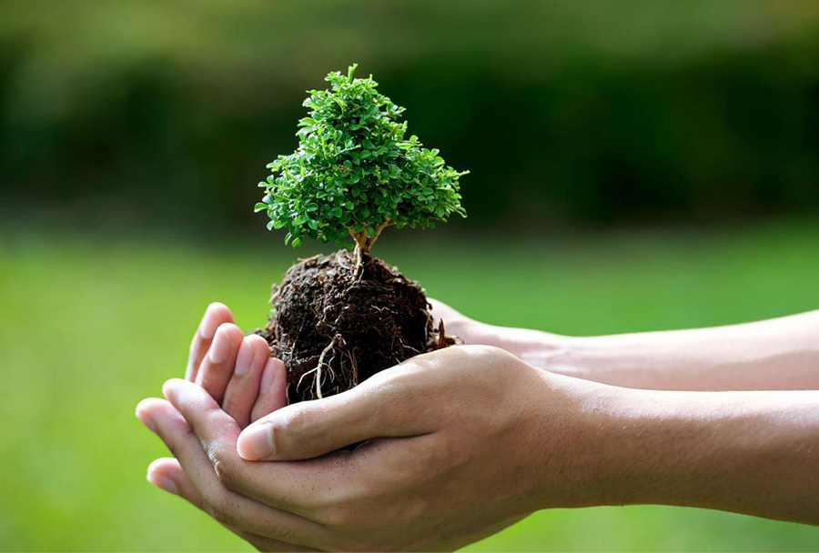 Plant a Tree Details